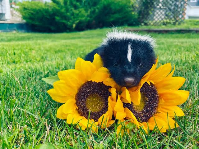 picture of a skunk with its head on top of some sunflowers